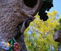 Кемер, Чамьюва, Naturland_3