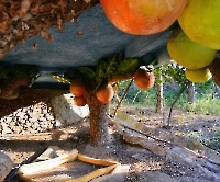 Кемер, Чамьюва, Naturland_5