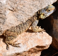 Кемер, Чамьюва,Олимпос и Химера_2