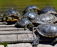 Кашкайш и Лиссабон