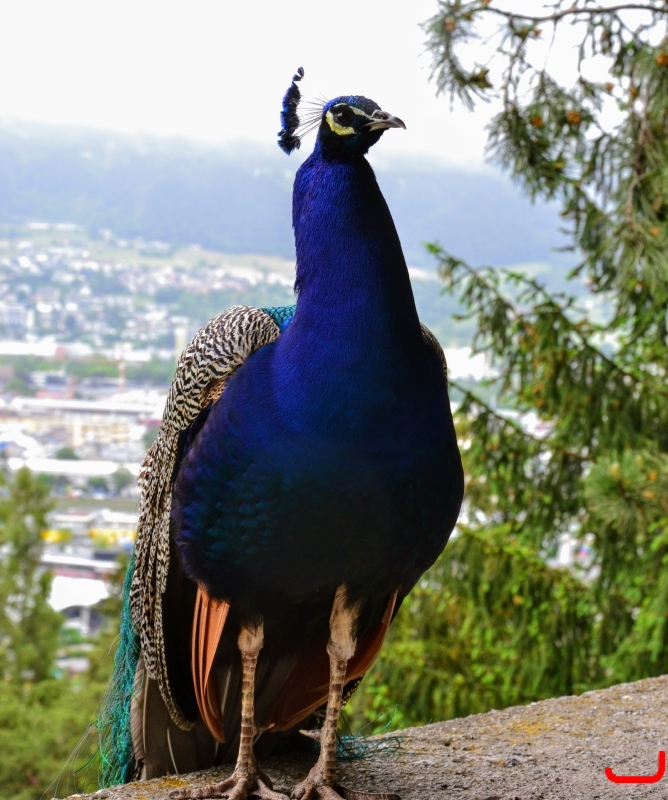 День 4 - Инсбрук_18