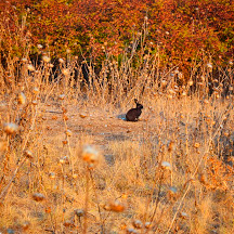 Болгария, Остров Святого Ивана Болгария, Остров Святого Ивана