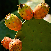 Созополь, Балчик Созополь, Балчик