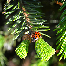 Дендрарий в Кишиневе