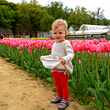 Тюльпановая плантация