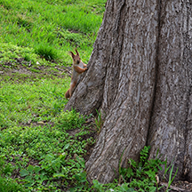 8-го марта16px; height: 216px;