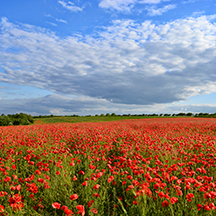 Маки, много маков