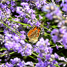 Мой собственный Lavender fest