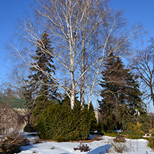 Дендрарий зимой