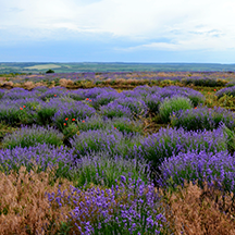 Лавандовый трип