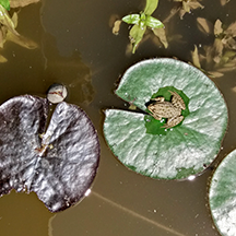 Кувшинки и дворец Манук Бей