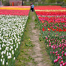 Тюльпановая плантация в Бардаре