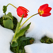 Дендрарий после снежного апокалипсиса
