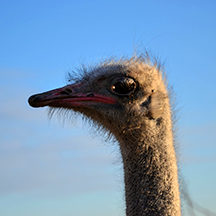 Zooclub или страусиная ферма