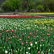 Тюльпановый рай