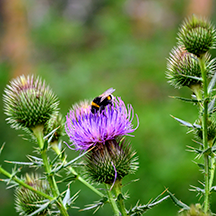 Рышкановский лес