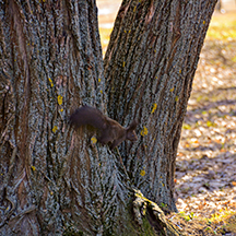 Февральский дендрарий