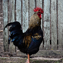 Монастыри Каларашского района