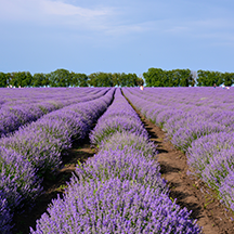 Молдавский Прованс, 2020