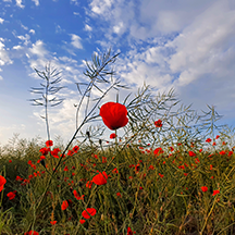Маковое поле у села Новотроцкое