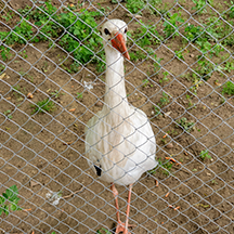 Кишиневский зоопарк