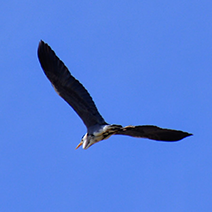 Старый Орхей