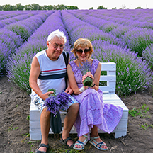 Лавандовое поле