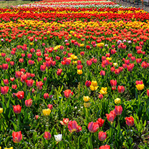 Пасха, тюльпаны