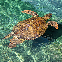 Мира, Демре, Кекова